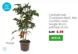 Intratuin Candytomaat aanbieding