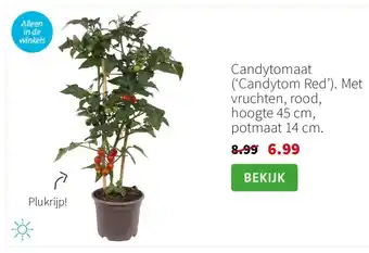 Intratuin Candytomaat aanbieding