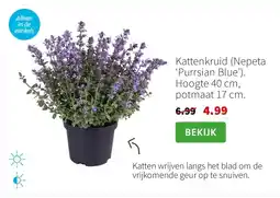 Intratuin Kattenkruid aanbieding