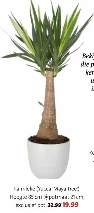 Intratuin Palmlelie (Yucca 'Maya Tree') aanbieding