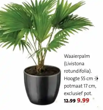 Intratuin Waaierpalm (Livistona rotundifolia) aanbieding