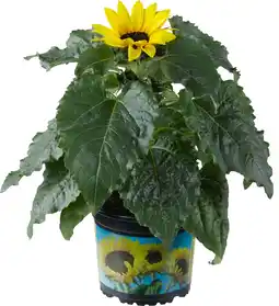 Intratuin Zonnebloem (Helianthus 'Sunsation') D 13 H 30 cm aanbieding