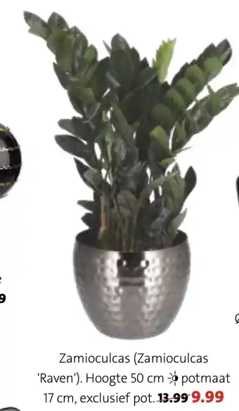 Intratuin Zamioculcas aanbieding