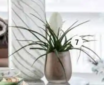 Intratuin Tillandsia aanbieding