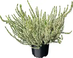 Intratuin Struikheide (Calluna vulgaris 'Garden Girls') D 12 H 20 cm aanbieding