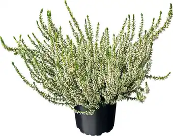 Intratuin Struikheide (Calluna vulgaris 'Garden Girls') D 12 H 20 cm aanbieding
