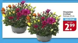Hoogvliet Chrysanten in schaal aanbieding