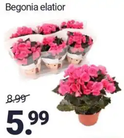 Inter Chalet Begonia elatior aanbieding