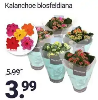 Inter Chalet Kalanchoe blosfeldiana aanbieding