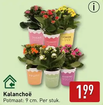 ALDI Kalanchoë aanbieding