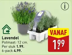 ALDI Lavendel aanbieding