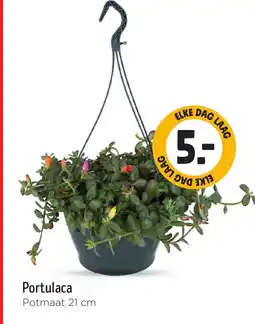 Jumbo Portulaca aanbieding