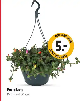 Jumbo Portulaca aanbieding