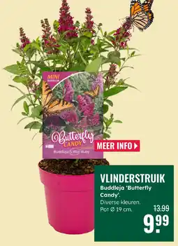 GroenRijk Buddleja 'Butterfly Candy aanbieding