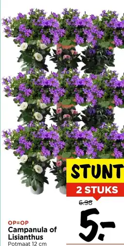 Vomar Voordeelmarkt Campanula of Lisianthus aanbieding