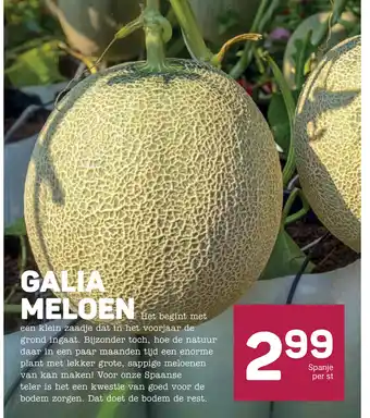 Ekoplaza Galia meloen aanbieding