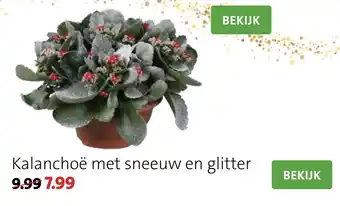 Intratuin Kalanchoë met sneeuw en glitter aanbieding