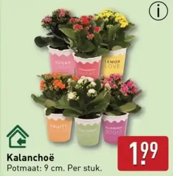 ALDI Kalanchoë aanbieding
