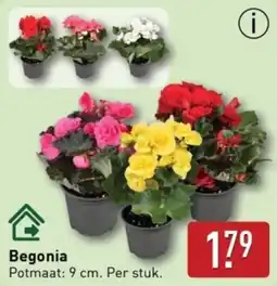 ALDI Begonia aanbieding
