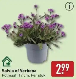 ALDI Salvia of Verbena aanbieding