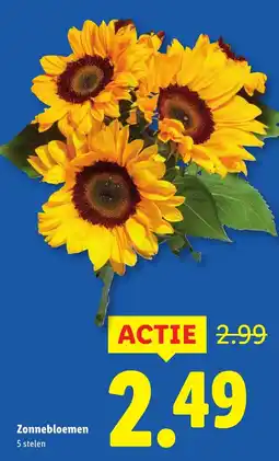Lidl Zonnebloemen aanbieding