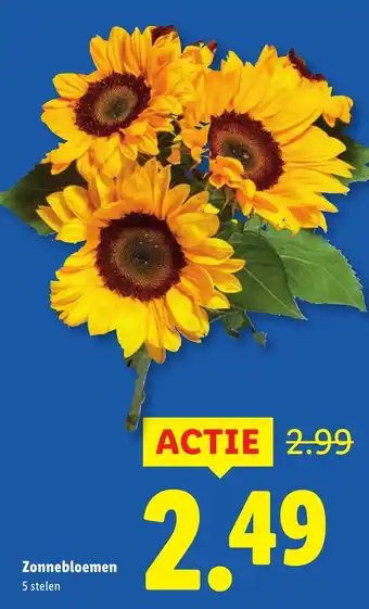 Lidl Zonnebloemen aanbieding