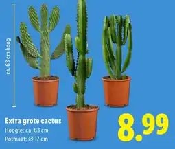 Lidl Extra grote cactus aanbieding
