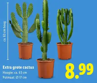 Lidl Extra grote cactus aanbieding