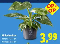 Lidl Philodendron aanbieding