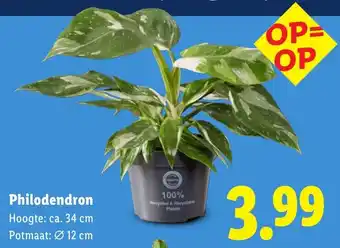 Lidl Philodendron aanbieding