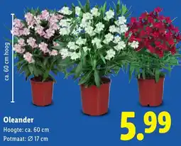 Lidl Oleander aanbieding