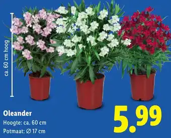 Lidl Oleander aanbieding