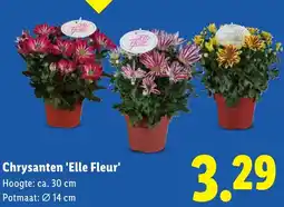 Lidl Chrysanten 'Elle Fleur' aanbieding
