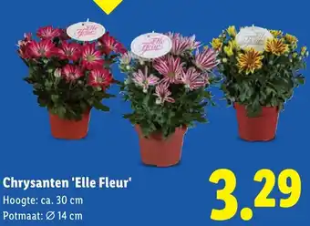 Lidl Chrysanten 'Elle Fleur' aanbieding