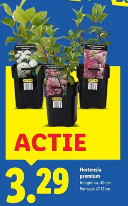 Lidl Hortensia premium aanbieding