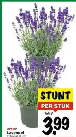 Vomar Voordeelmarkt Lavendel aanbieding