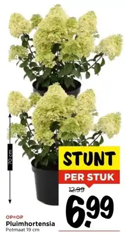 Vomar Voordeelmarkt Pluimhortensia Potmaat 19 cm aanbieding