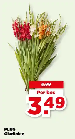 PLUS PLUS Gladiolen aanbieding
