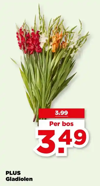 PLUS PLUS Gladiolen aanbieding