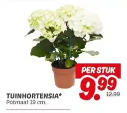 Dekamarkt Tuinhortensia aanbieding