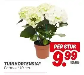 Dekamarkt Tuinhortensia aanbieding