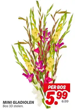 Dekamarkt Mini gladiolen aanbieding