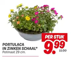 Dekamarkt Portulaca in zinken schaal aanbieding