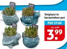 Hoogvliet Vetplant in keramieken pot aanbieding