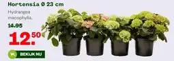Welkoop Hortensia Ø 23 cm aanbieding