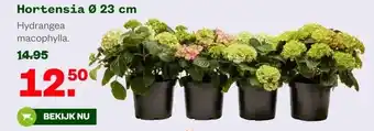 Welkoop Hortensia Ø 23 cm aanbieding