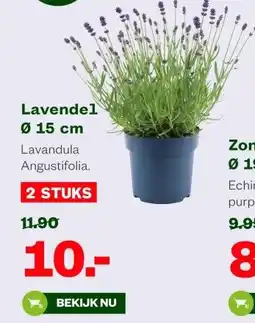 Welkoop Lavendel Ø 15 cm aanbieding