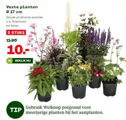 Welkoop Vaste planten Ø 17 cm aanbieding