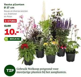 Welkoop Vaste planten Ø 17 cm aanbieding