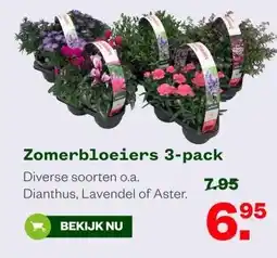 Welkoop Zomerbloeiers 3-pack aanbieding